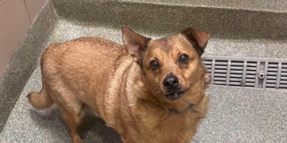 Good Day Good Dog: Timon