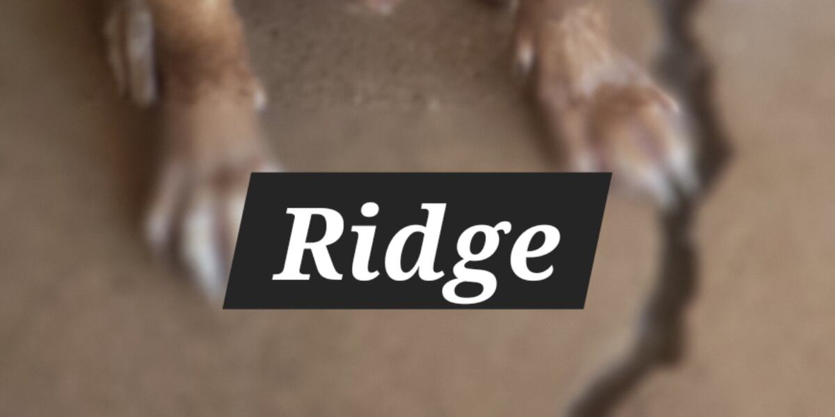 Canine Ridge Good Day Good Dog: Ridge!