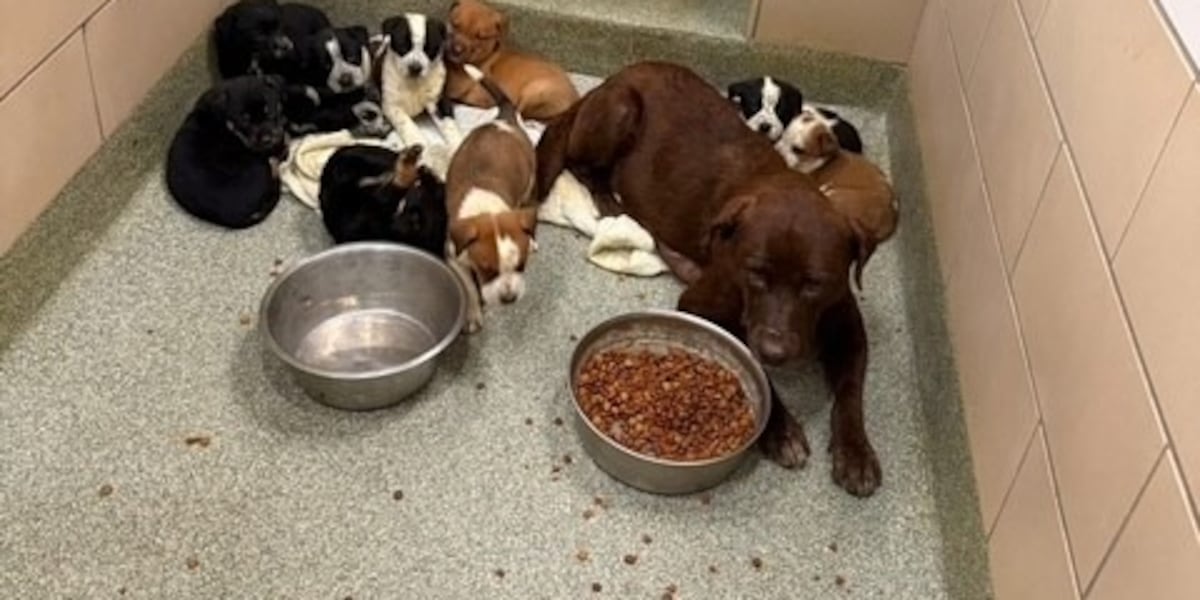 Lubbock Animal Services seeking medical fosters for 9 litters of puppies