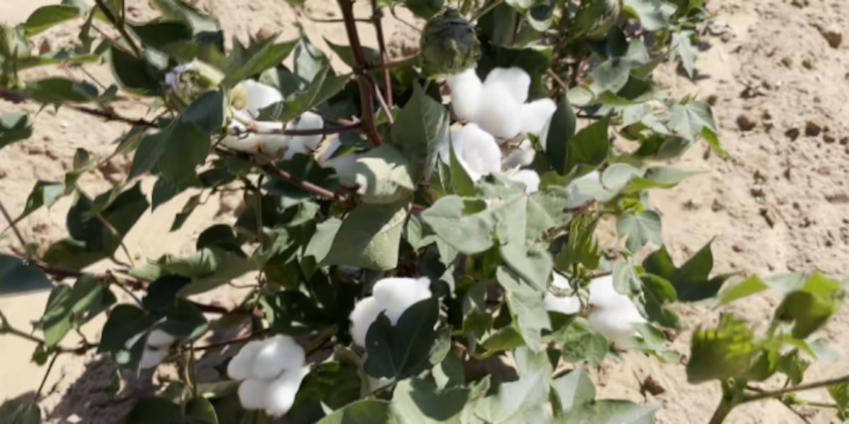 Texas cotton season going better for producers as harvest season looms