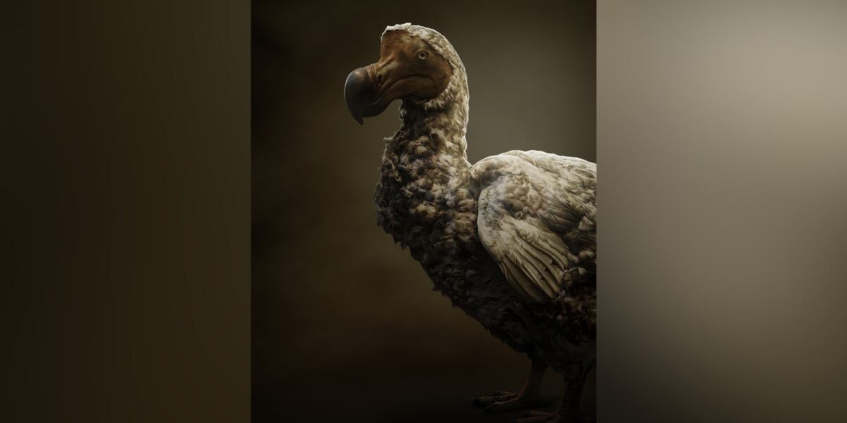 Dodo Back Scientists take pivotal step in bringing the dodo bird back from extinction